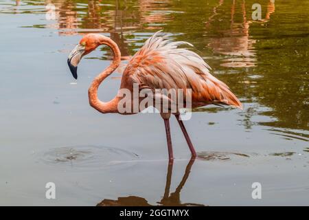 Flamingo sur l'île de Palma de l'archipel de San Bernardo, Colombie Banque D'Images