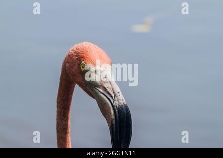 Détail du flamant sur l'île de Palma de l'archipel de San Bernardo, Colombie Banque D'Images