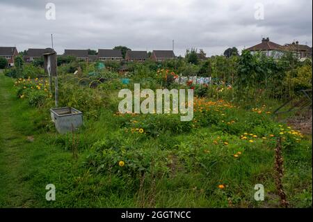 Une vue de quelques allotements de Norfolk avec des légumes et des fleurs qui poussent en été Banque D'Images