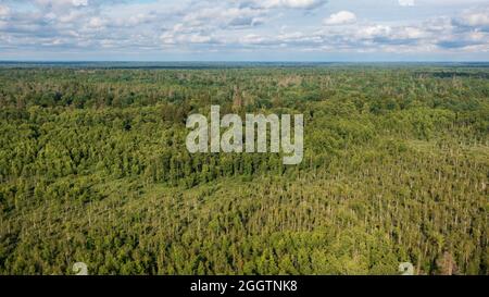 Partie polonaise de la forêt de Bialowieza à l'est de Hajnowka vue aérienne, Podlaskie Voivodeship, Pologne, Europe Banque D'Images