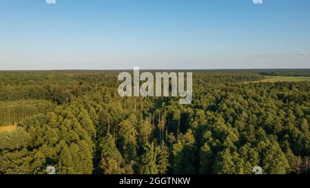 Partie polonaise de la forêt de Bialowieza à l'est de Hajnowka vue aérienne, Podlaskie Voivodeship, Pologne, Europe Banque D'Images