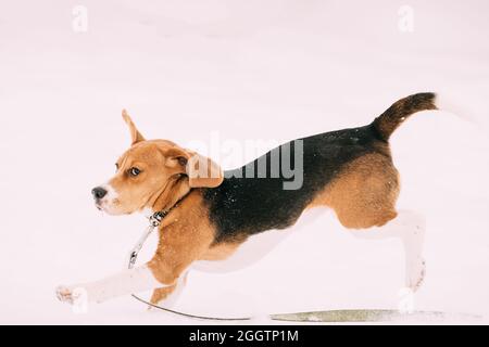 Drôle de Tricolor Puppy de Beagle anglais jouant dans Snow Snowdrift le jour d'hiver Banque D'Images