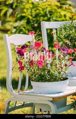 Chaise en bois décorative Panier équipé fleurs jardin dans le soleil jour d'été. Lit fleuri d'été avec pétunias. Aménagement paysager, décor de jardin. Gros plan Banque D'Images