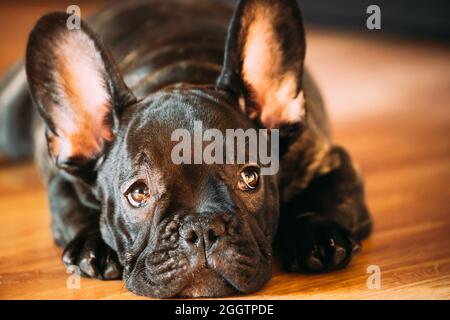 Jeune chien noir français Bulldog chien chiot avec tache blanche assis sur le sol Laminate maison intérieure. Bébé chien drôle. Triste chien Bulldog chien chiot Banque D'Images