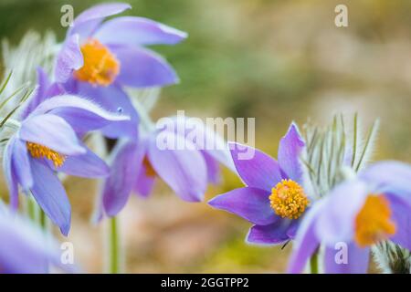 Magnifiques patens de fleurs sauvages de printemps. Plante florale en fleurs dans la famille des Ranunculaceae, originaire d'Europe, Russie, Mongolie, Chine, Canada Banque D'Images