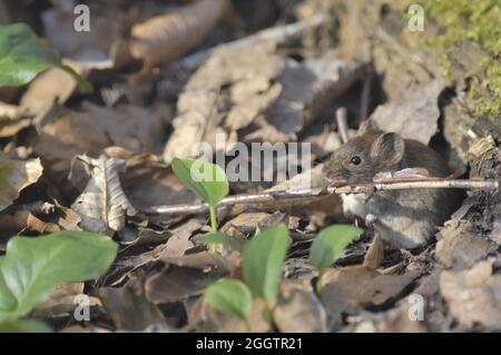 Vole de banque - vole à dos rouge (Myodes glareolus - Clethrionomys glareolus) debout sur une litière de feuilles mortes dans une forêt au printemps de la Belgique Banque D'Images