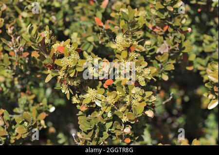 Boîte commune - boîte européenne - Boxwood (Buxus sempervirens) Floraison à la flèche Vaucluse - Provence - France Banque D'Images