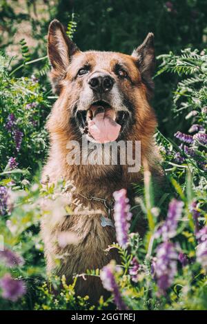 Chien de loup alsacien assis dans une prairie verte d'été avec fleurs en fleur pourpre. Portrait en gros plan du berger allemand brun Banque D'Images