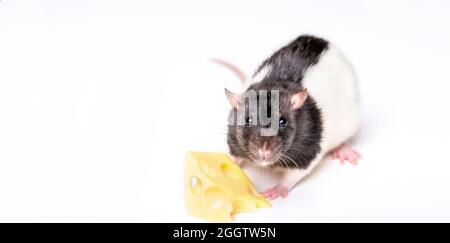Petite souris essayant de déplacer un morceau de fromage. Fromage et souris. Souris avec une tranche de fromage suisse isolée sur blanc Banque D'Images