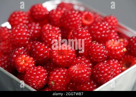 framboises de vin rouge vif fraîchement cueillies Banque D'Images