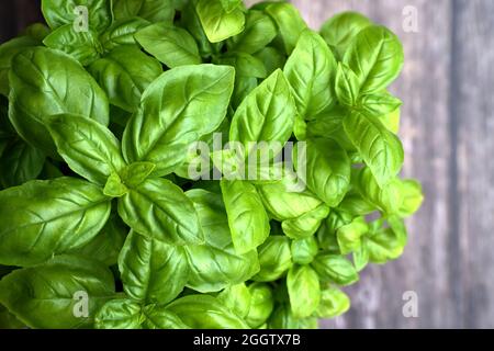 Gros plan de basilic dans une casserole sur fond de bois rustique Banque D'Images