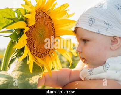 beau enfant de cinq mois est très proche du visage d'un tournesol, le regarde, gros plan Banque D'Images