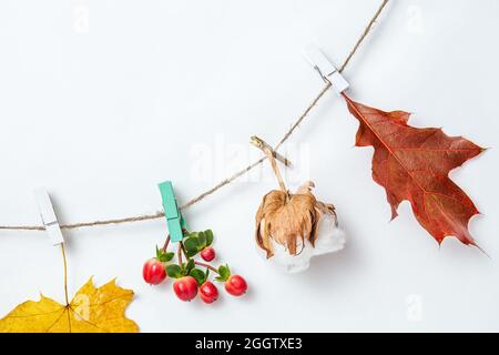 L'automne laisse un arrière-plan ou une bannière. Feuilles d'érable et de chêne, boîte de coton sur épingles à linge sur fond blanc. Maquette, Flat lay, vue de dessus, espace de copie. Réglage Banque D'Images