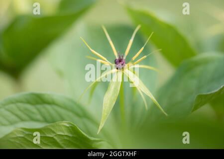 Herb Paris (Paris quadrifolia), fructification, Allemagne, Bavière Banque D'Images