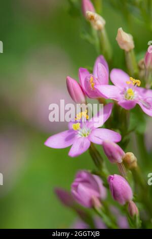 Centaurie commune, centaurie européenne, herbe amère (Centaurium erythraea, erythraea centaurium, Centaurium minus, Centaurium umbellatum), fleurs et Banque D'Images