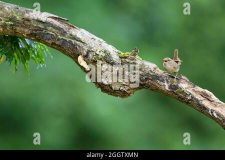 Wren d'hiver (troglodytes troglodytes), perchée sur une branche de chant, Allemagne Banque D'Images