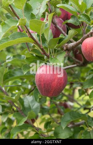 pomme (Malus domestica 'Cameo', Malus domestica Cameo), pommes sur un tre, cultivar Cameo Banque D'Images