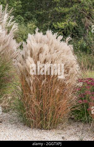 Herbe d'argent chinoise, herbe de zèbre, herbe de tigre (Miscanthus sinensis 'Kleine Fontaene', Miscanthus sinensis Kleine Fontaene), cultivar Flammenmeer Banque D'Images