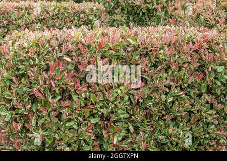 Fraser photinia (Photinia x fraseri 'Pink Marble', Photinia x fraseri Pink Marble, Photinia fraseri), feuilles de cultivar Pink Marble, Allemagne Banque D'Images