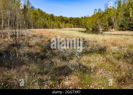 Coton de queue de lièvre, coton de Tussock, caramel de mouton (Eriophorum vaginatum), population de fructification en lande, Allemagne, Bavière, Oberbayern, Banque D'Images