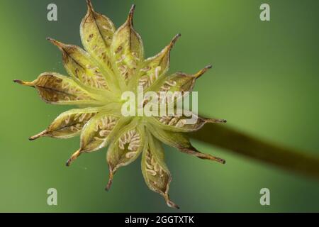 marais marigold (Maltha palustris), infroctescence, Allemagne Banque D'Images