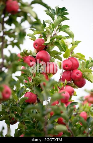 02 septembre 2021, Brandenburg, Werder/OT Glindow: Les pommes de la variété Shampion sont accrochées à un arbre de Havelfrucht GmbH après le début officiel de la récolte des pommes de Brandebourg. Photo: Soeren Stache/dpa-Zentralbild/dpa Banque D'Images