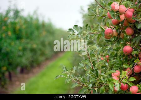 02 septembre 2021, Brandenburg, Werder/OT Glindow: Les pommes de la variété Pinova sont accrochées à un arbre de Havelfrucht GmbH après le début officiel de la récolte des pommes de Brandebourg. Photo: Soeren Stache/dpa-Zentralbild/dpa Banque D'Images