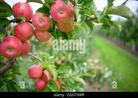 02 septembre 2021, Brandenburg, Werder/OT Glindow: Les pommes de la variété Pinova sont accrochées à un arbre de Havelfrucht GmbH après le début officiel de la récolte des pommes de Brandebourg. Photo: Soeren Stache/dpa-Zentralbild/dpa Banque D'Images