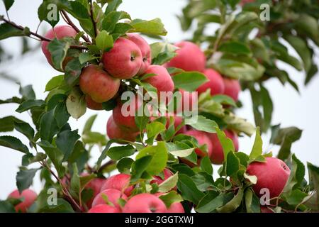 02 septembre 2021, Brandenburg, Werder/OT Glindow: Les pommes de la variété Shampion sont accrochées à un arbre de Havelfrucht GmbH après le début officiel de la récolte des pommes de Brandebourg. Photo: Soeren Stache/dpa-Zentralbild/dpa Banque D'Images