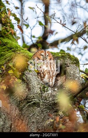 La chouette tawny eurasienne (Strix aluco), perchée dans un tronc d'arbre creux, Allemagne, Bavière Banque D'Images