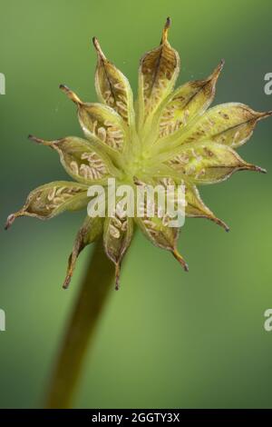 marais marigold (Maltha palustris), infroctescence, Allemagne Banque D'Images