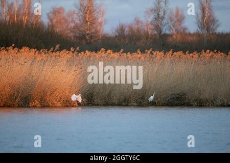 Grand aigreet, Grand Egret blanc (Egretta alba, Casmerodius albus, Ardea alba), deux grands aigrettes au Federsee dans la matinée, Allemagne, Banque D'Images