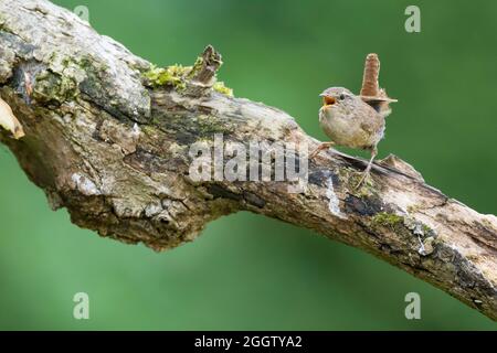 Wren eurasien (Troglodytes troglodytes), perché sur une branche chantant, Allemagne Banque D'Images