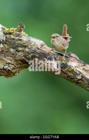 Wren d'hiver (troglodytes troglodytes), perchée sur une branche de chant, Allemagne Banque D'Images