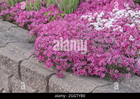 Phlox (Phlox subulata 'flamme de l'écarlate', Phlox subulata flamme de l'écarlate), floraison, flamme de l'écarlate du cultivar, Allemagne Banque D'Images