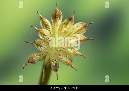 marais marigold (Maltha palustris), infroctescence, Allemagne Banque D'Images