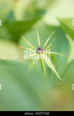 Herb Paris (Paris quadrifolia), fructification, Allemagne, Bavière Banque D'Images