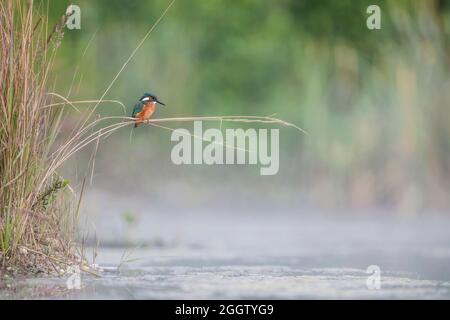 rivière kingfisher (Alcedo atthis), perchée sur des lames de roseau au-dessus d'un ruisseau, Allemagne, Bavière Banque D'Images