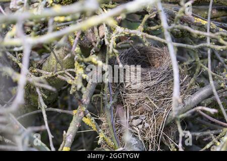 blackbird (Turdus merula), nid d'oiseau dans une pile de bois de brushwood, Allemagne Banque D'Images