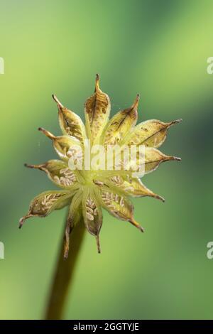 marais marigold (Maltha palustris), infroctescence, Allemagne Banque D'Images