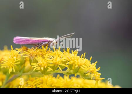 Knot-Horn à rayures roses (Oncocera semirubella), sur la verge à or en fleur, Allemagne Banque D'Images