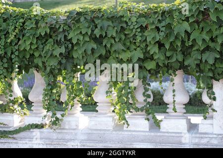 Vy de Boston, super-réducteur japonais (Parthenocissus tricuspidata 'Veitchii', Parthenocissus tricuspidata Veitchii, Ampelopsis veitchii), cultivar Veitchii Banque D'Images