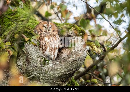 La chouette tawny eurasienne (Strix aluco), perchée dans un tronc d'arbre creux, Allemagne, Bavière Banque D'Images