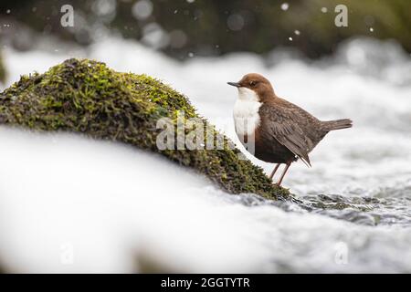 Dipper (Cinclus cinclus), se dresse sur un rocher dans l'eau , Allemagne, Bavière Banque D'Images