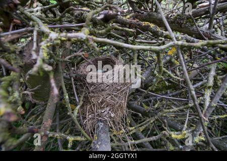 blackbird (Turdus merula), nid d'oiseau dans une pile de bois de brushwood, Allemagne Banque D'Images