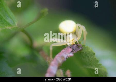 L'araignée de crabe de goldenrod (Misumena vatia), se trouve sur une branche, Allemagne, Bavière Banque D'Images