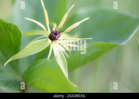 Herb Paris (Paris quadrifolia), fructification, Allemagne, Bavière Banque D'Images