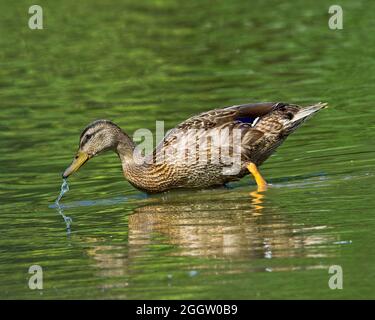 Canards à la recherche de nourriture dans un lac de l'Ohio Banque D'Images