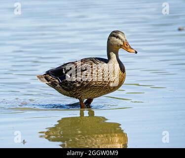 Canards à la recherche de nourriture dans un lac de l'Ohio Banque D'Images