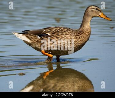 Canards à la recherche de nourriture dans un lac de l'Ohio Banque D'Images